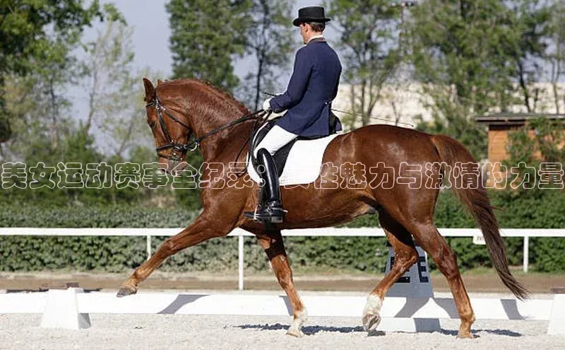 美女运动赛事全纪录：女性魅力与激情的力量